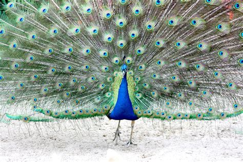 Peacock Plumage Free Photo Download | FreeImages