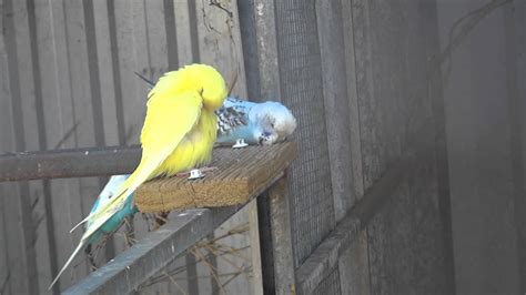 budgie sleeping on his bed - YouTube