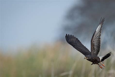 Florida's Imperiled Birds | Audubon Florida