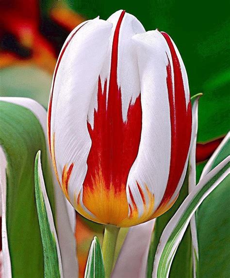 Inspire Uplift Home & Kitchen Red Rainbow RARE RAINBOW TULIP SEEDS (100 ...