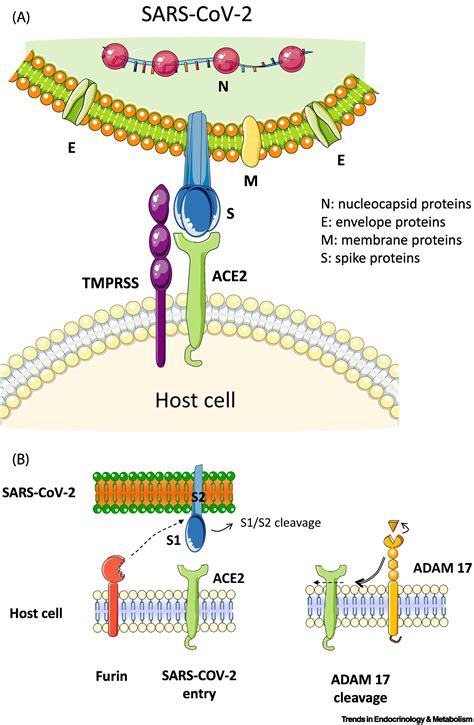 GDF15: an emerging modulator of immunity and a strategy in COVID-19 in association with iron ...