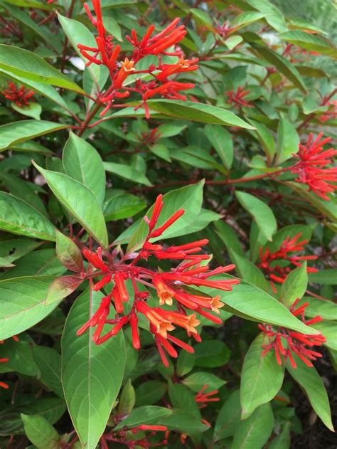 FL native firebush | Front yard plants, Garden, Flowers