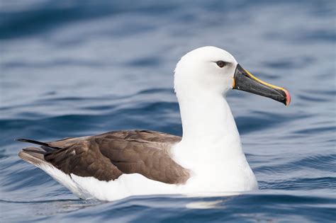 Diomedeidae - Albatrosses Photo Gallery | Wildlife Journal Junior