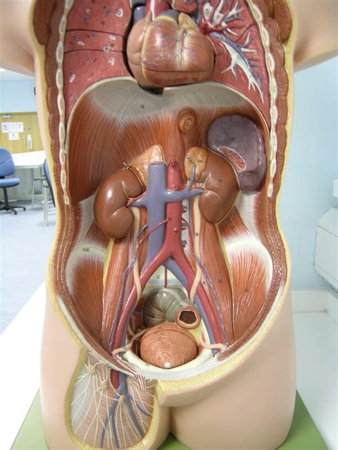 Week 107 - kidneys, nearby viscera and the nervous system - Don't Be A ...