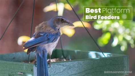 8 Best Platform Bird Feeders That Can Blow Your Mind