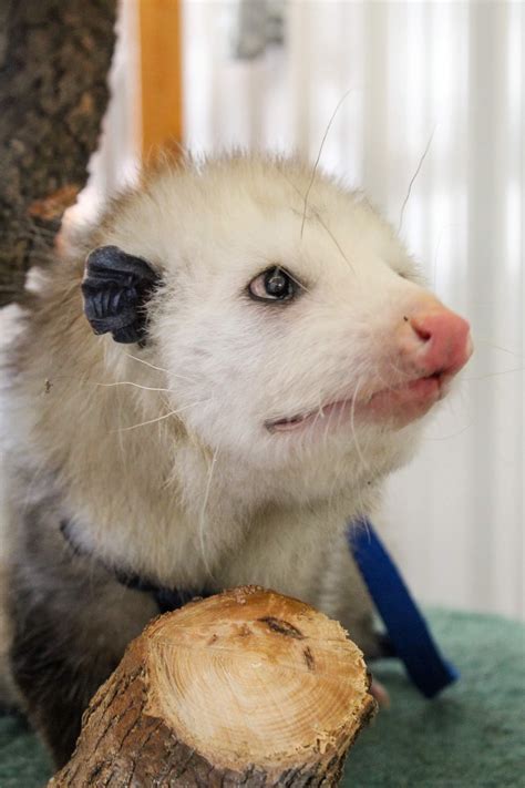 Say Hello to Patty the Opossum! - Veterinary Medicine at Illinois