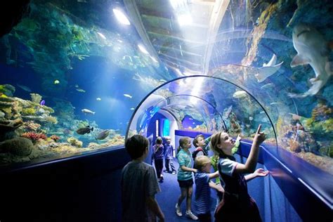 Perfect - Reviews, Photos - Bristol Aquarium - Tripadvisor