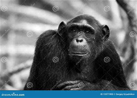 Black And White Portrait Chimpanzee. Stock Photo - Image: 15971900