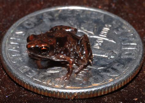 Curio World: Paedophryne Amauensis - World's Smallest Frog