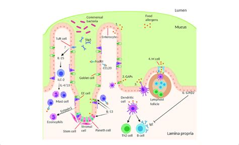 | Structure and cell type specification of intestinal epithelium and... | Download Scientific ...