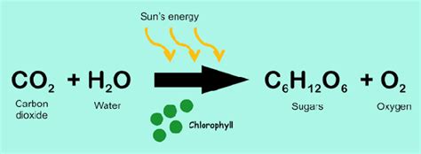 What is the skeletal equation of photosynthesis? - Quora