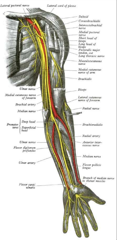 [Figure, Forearm Nerves] - StatPearls - NCBI Bookshelf