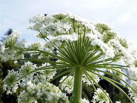 Giant hogweed - Treats Weblogs Slideshow