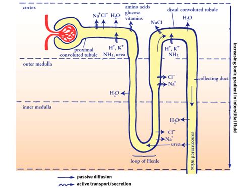 Draw The Diagram Of Nephron