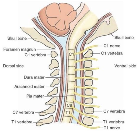 Cervical Nerves C1 - C8 | Spinal nerve, Spinal cord, Spinal