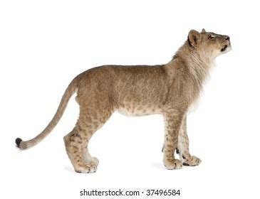 Side View Young Lion Cub Panthera Stock Photo 37084690 | Shutterstock