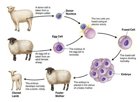 How Does Cloning Work? » ScienceABC