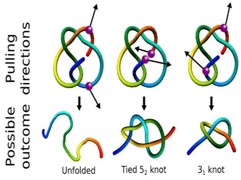 Applications of Knot Theory in Bioinformatics - A Quick Reader