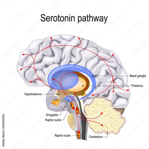 Serotonin pathway Stock Vector | Adobe Stock