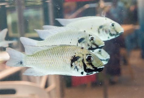 Close Up Blackchin Tilapia Fish Sarotherodon Melanotheron Swimming in a Fish Tank, is a Species ...