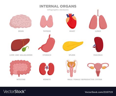 Cute human organs cartoon characters Royalty Free Vector