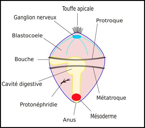 Les grandes lignes de la classification phylogénétique des Métazoaires — Site des ressources d ...