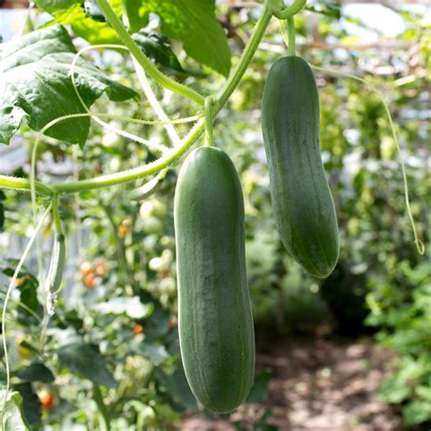 Cucumber Tessa seeds - Cucumis sativus - 105 seeds – Garden Seeds Market | Free shipping