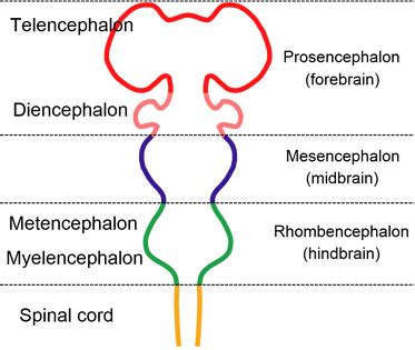 Embryonic Development - The Central Nervous system