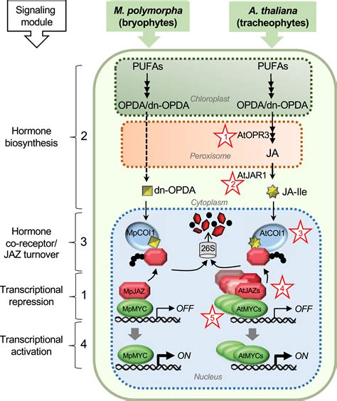 Evolutionary Origin of JAZ Proteins and Jasmonate Signaling: Molecular ...