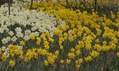 Daffodil wallpapers, Earth, HQ Daffodil pictures | 4K Wallpapers 2019