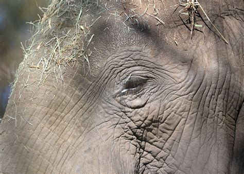 A visit to the zoo: I spent a few hours at the San Diego Zoo Tuesday morning.