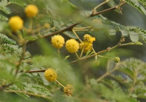 12 Medicinal benefits of Acacia Tree or Babool Tree