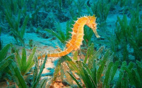 Seahorse Wallpapers Images Photos Pictures Backgrounds