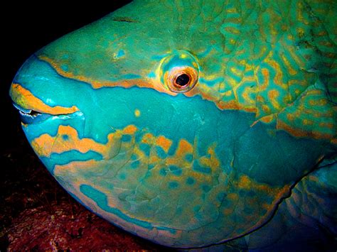 Face parrotfish photo and wallpaper. Cute Face parrotfish pictures