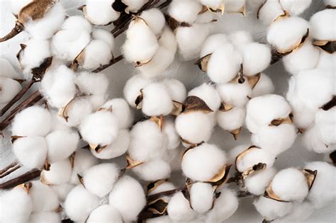 100+ Cotton Pictures | Download Free Images on Unsplash