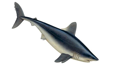 Art illustration - Oceans & Seas - Shark Porbeagle: (Lamna nasus) It is ...