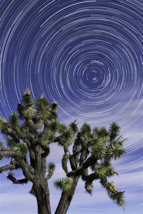 Star Trails Joshua Tree National Park Spring Stock Image - Image of ...