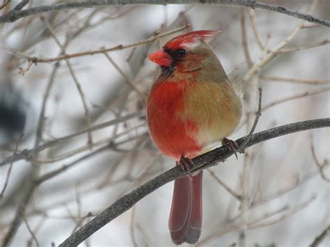 A Cardinal That's Half Male, Half Female | BirdNote