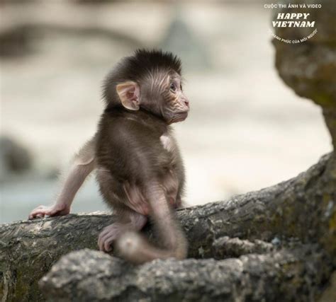 Natural life of friendly monkeys on Cat Dua island, Cat Ba - Vietnam.vn