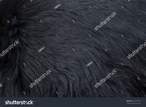 Black Bear Fur Texture Stock Photo 167275031 : Shutterstock