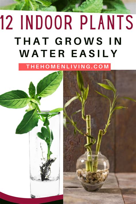 12 Indoor plants that can grow in water vases itself. Less maintenance ...