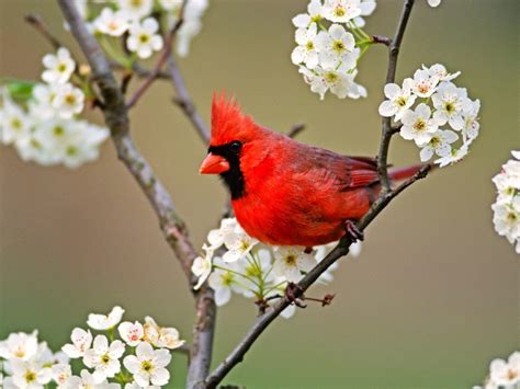 Red Cardinal: AT LAST: A RED CARDINAL, AND A SPECIAL MEETING