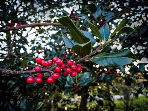 Holly Branch Christmas - Free photo on Pixabay - Pixabay