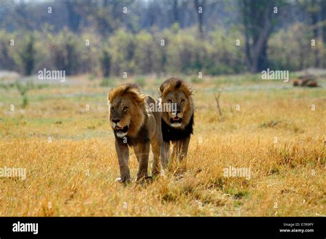 Pride lions male lion lioness resting sleeping shade panthera hi-res ...