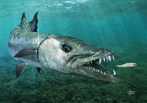 Imagehub: Barracuda fish images HD Free Download