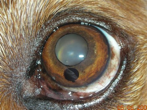 Vision Care For AnimalsEye Diseases