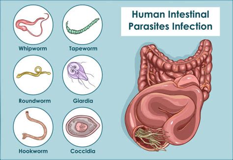 Human Pinworm Stool