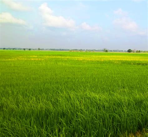 sawah-padi - ROTENDAOKAB.GO.ID