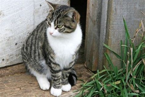 Cat Breeds White And Tabby - Pets Lovers