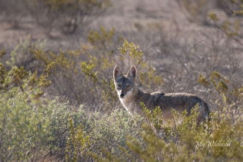 Big Bend Wildlife – My Wildhood Photography